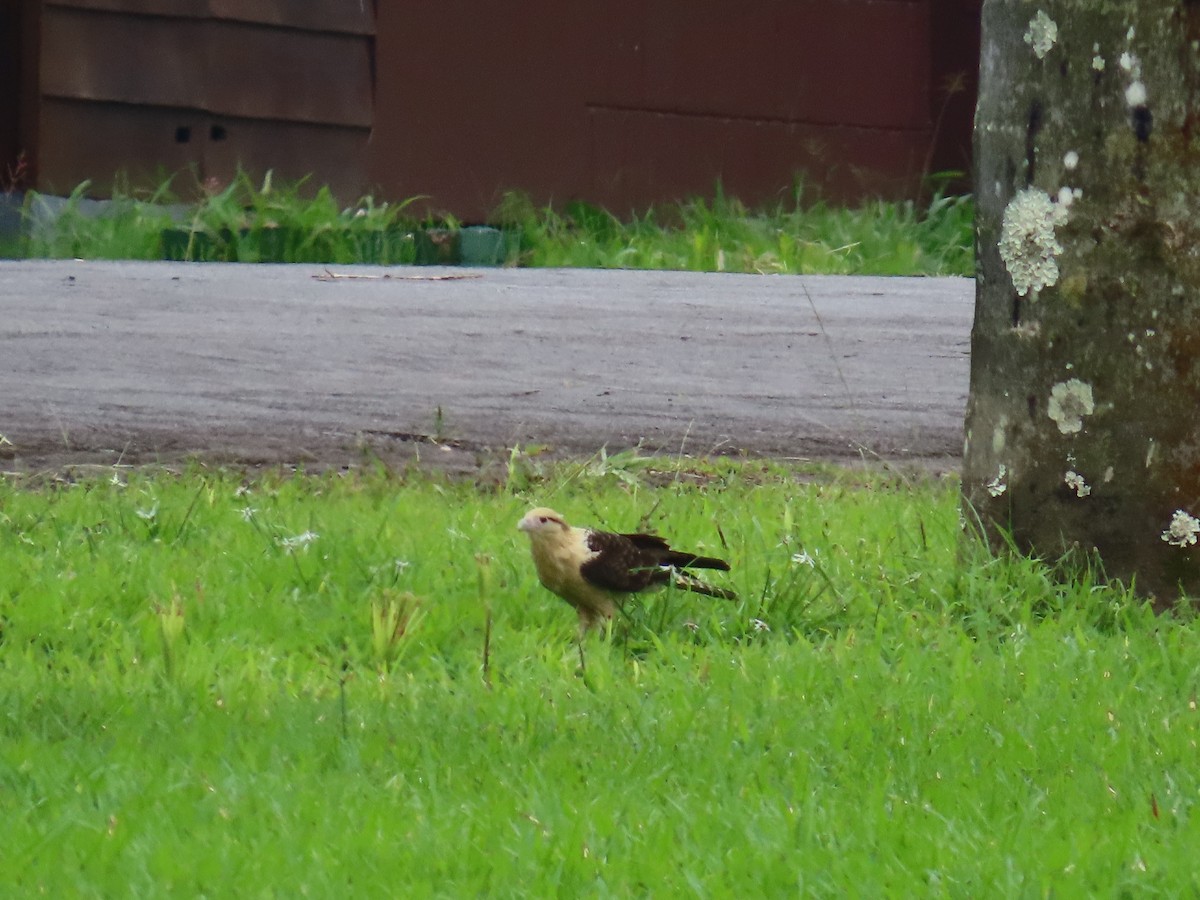 Yellow-headed Caracara - ML642948580