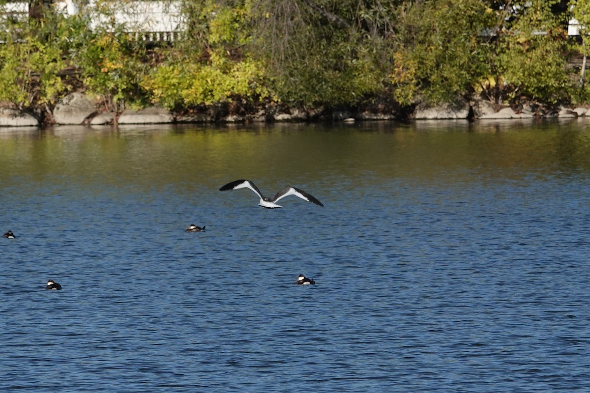 Sabine's Gull - ML642948584