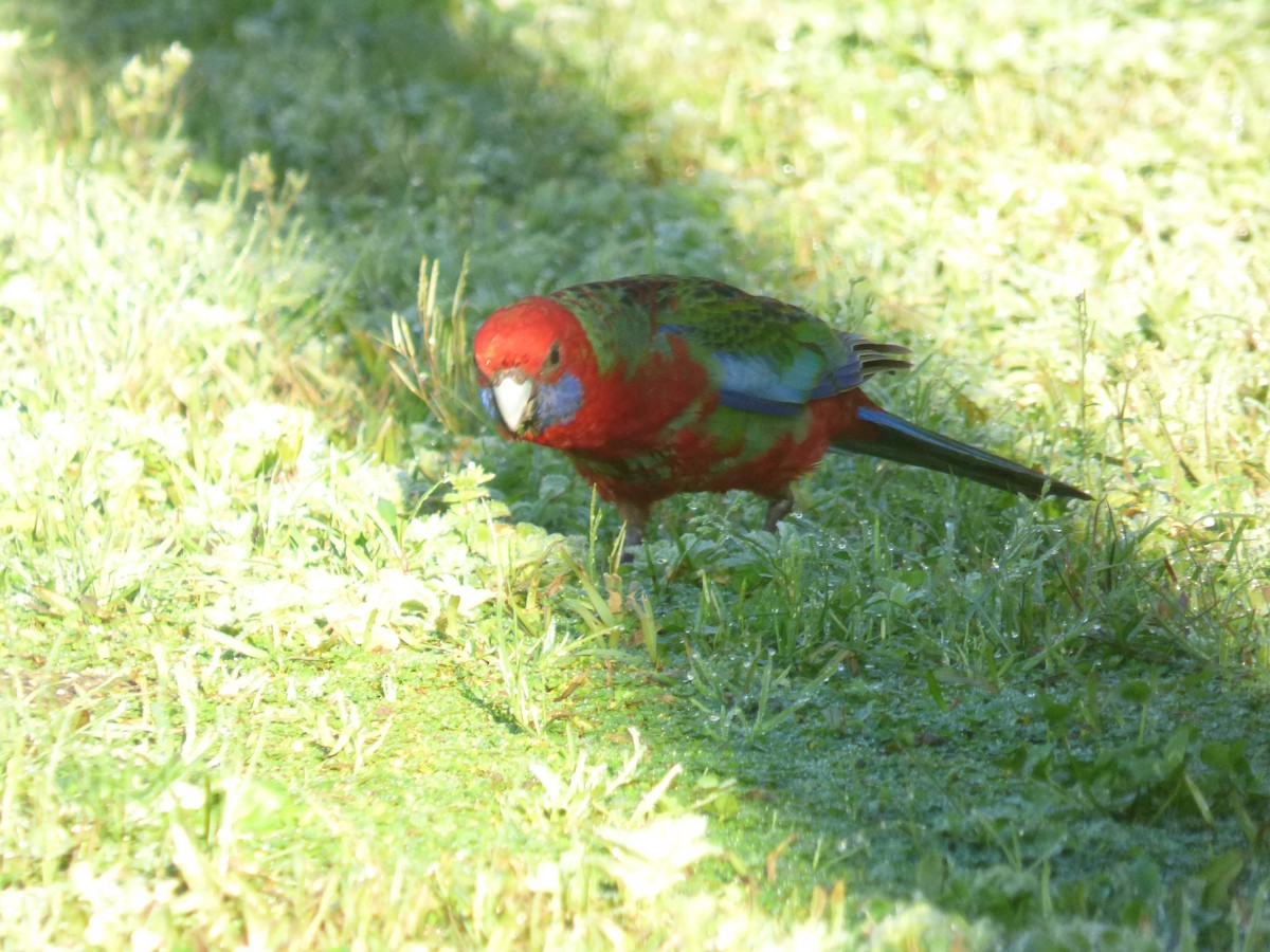 Rosella cremisi - ML642948585