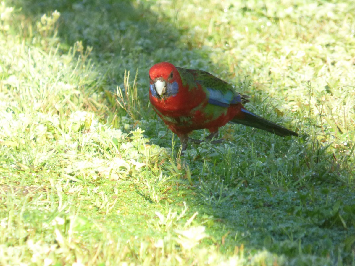Rosella cremisi - ML642948586