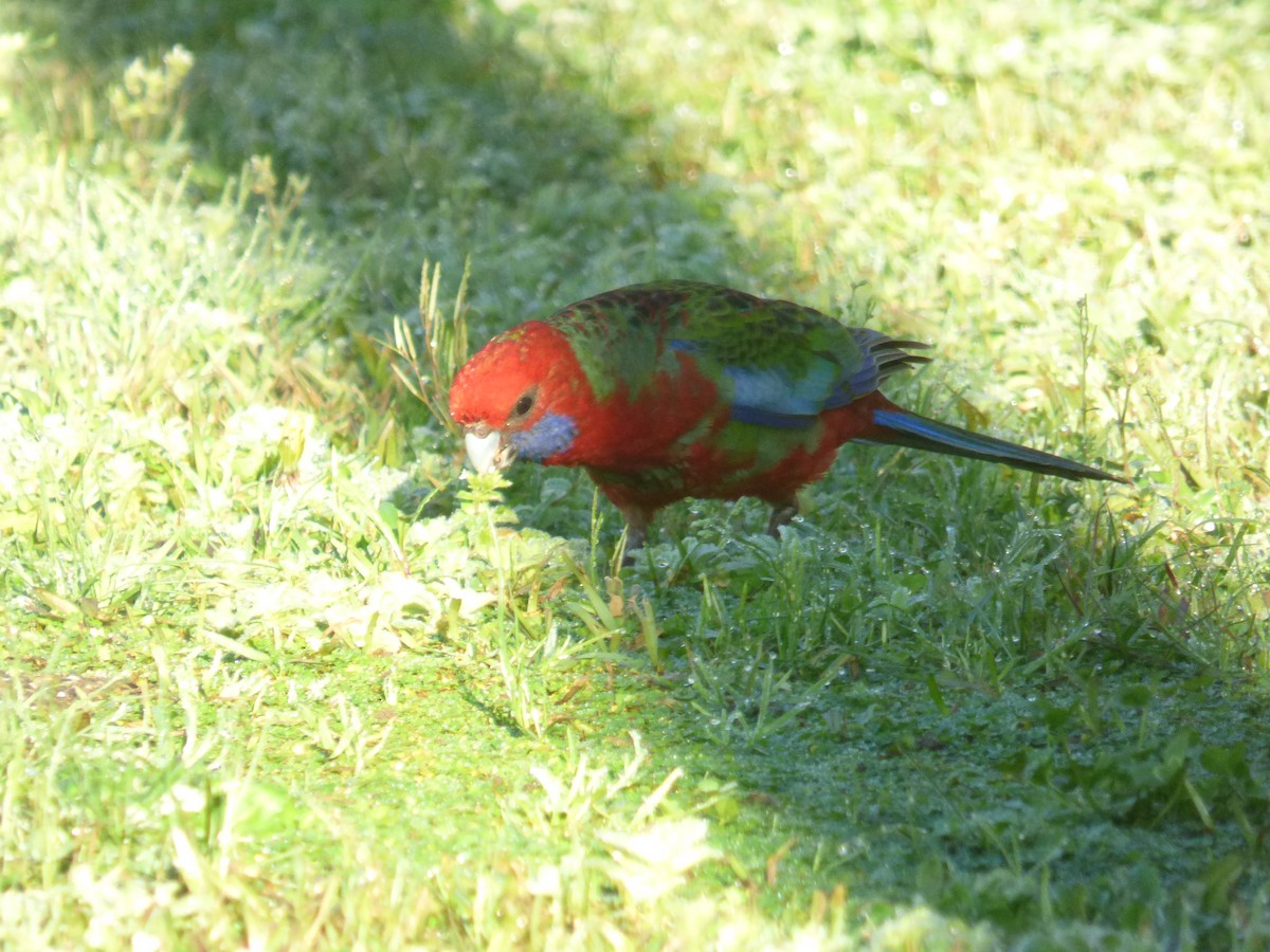Rosella cremisi - ML642948587