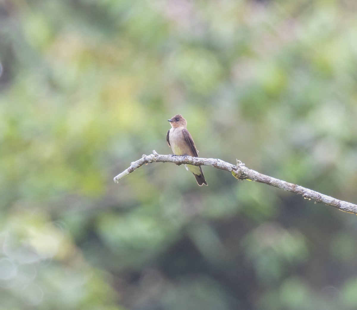 Southern Rough-winged Swallow - ML642948588