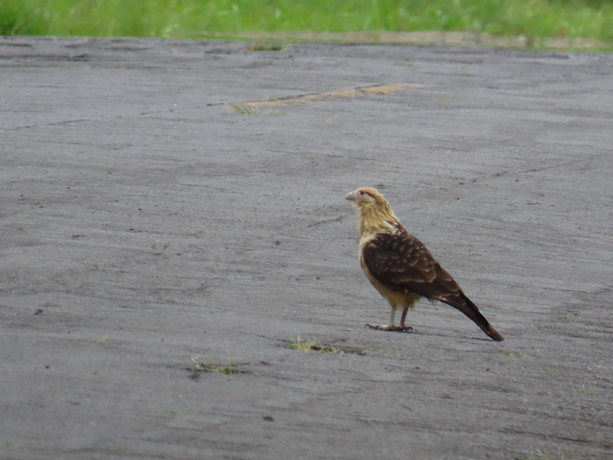 Yellow-headed Caracara - ML642948591