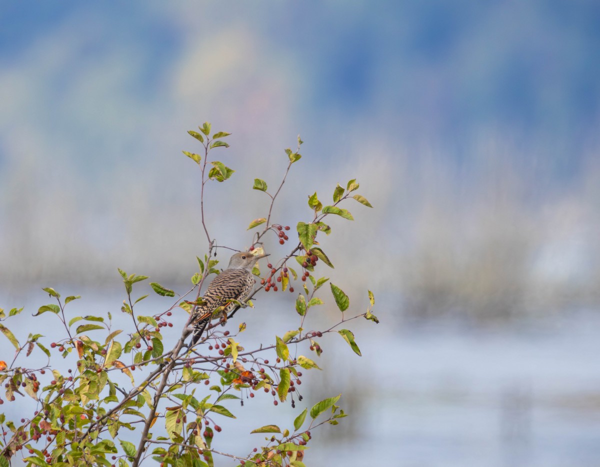 Northern Flicker - ML642948592