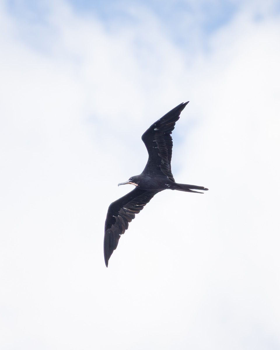 Magnificent Frigatebird - ML642948595