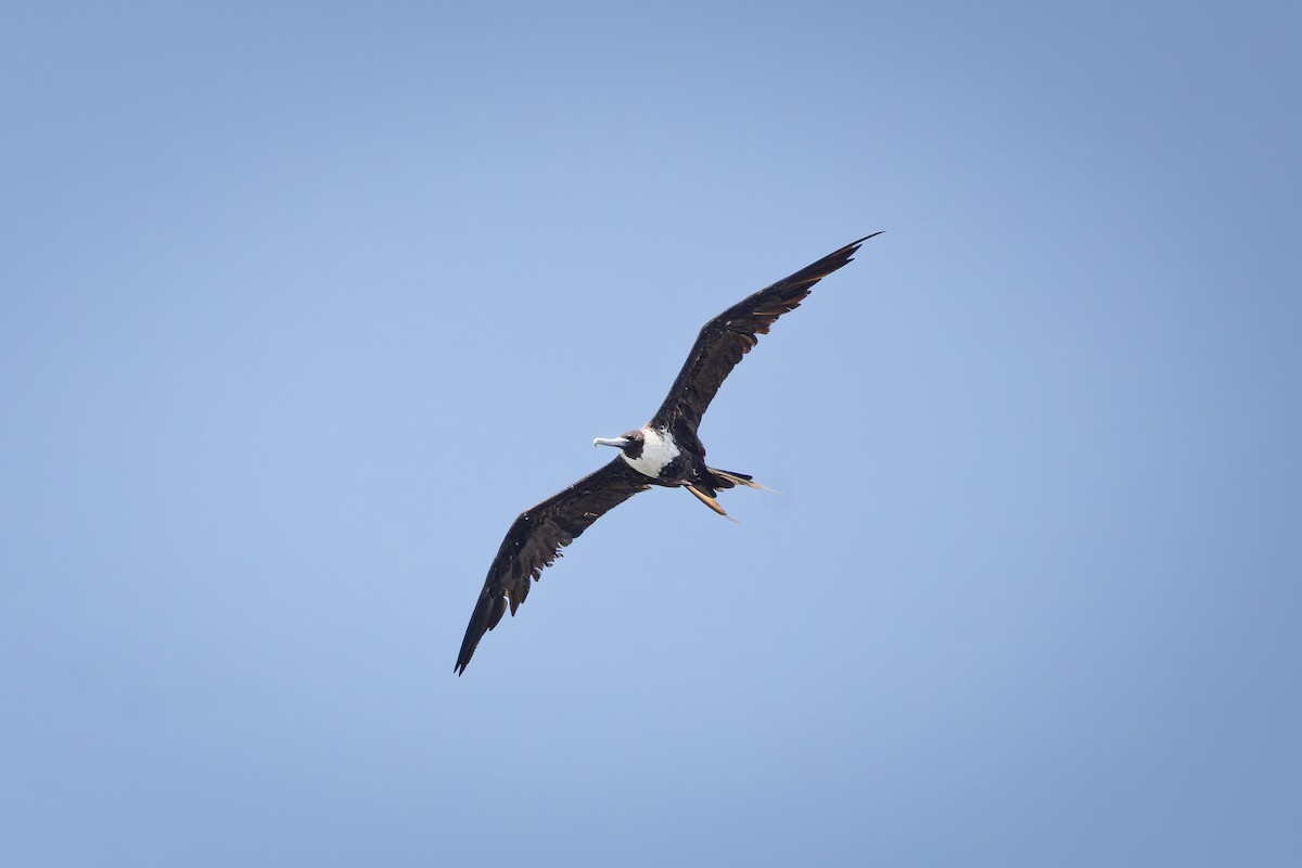 Magnificent Frigatebird - ML642948596