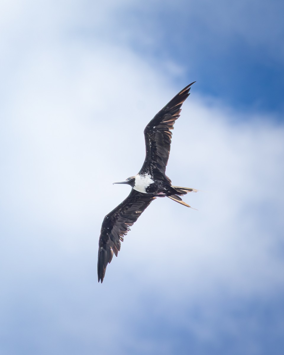 Magnificent Frigatebird - ML642948597