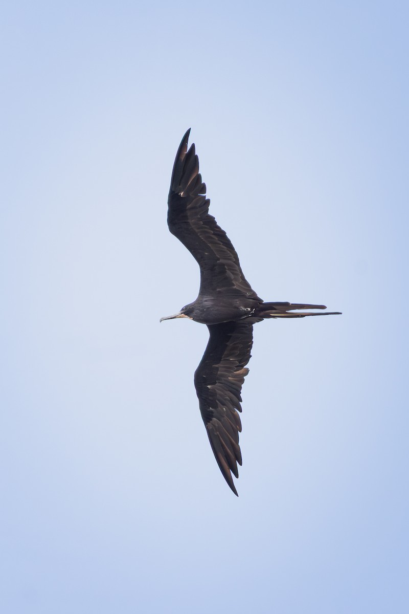 Magnificent Frigatebird - ML642948598