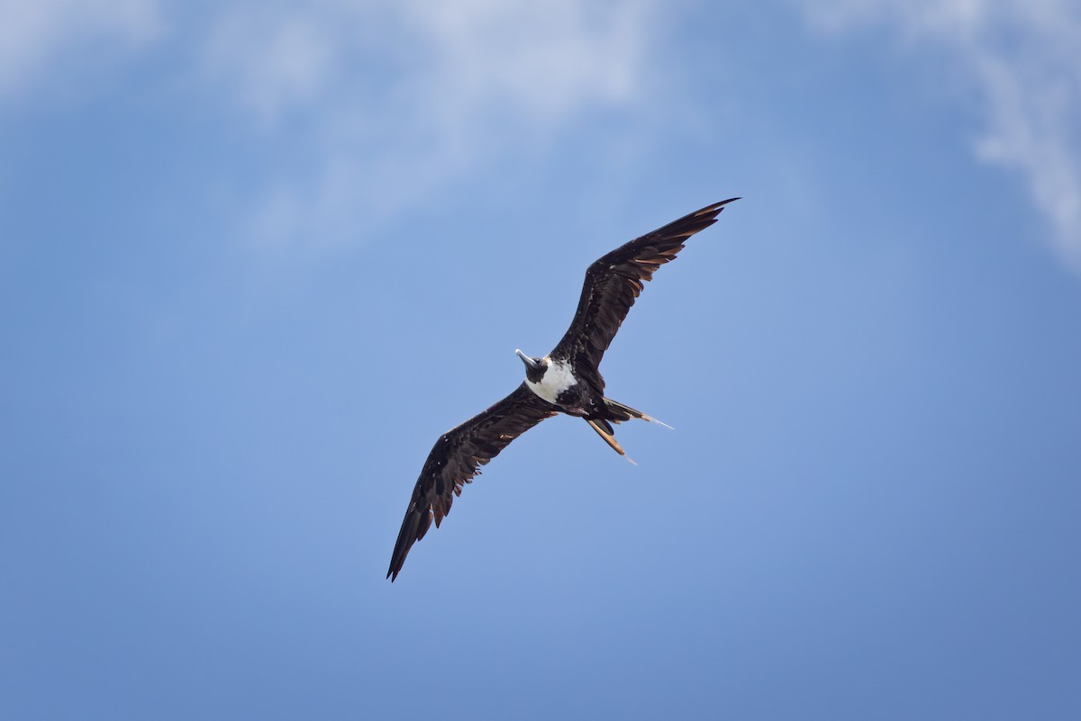 Magnificent Frigatebird - ML642948599