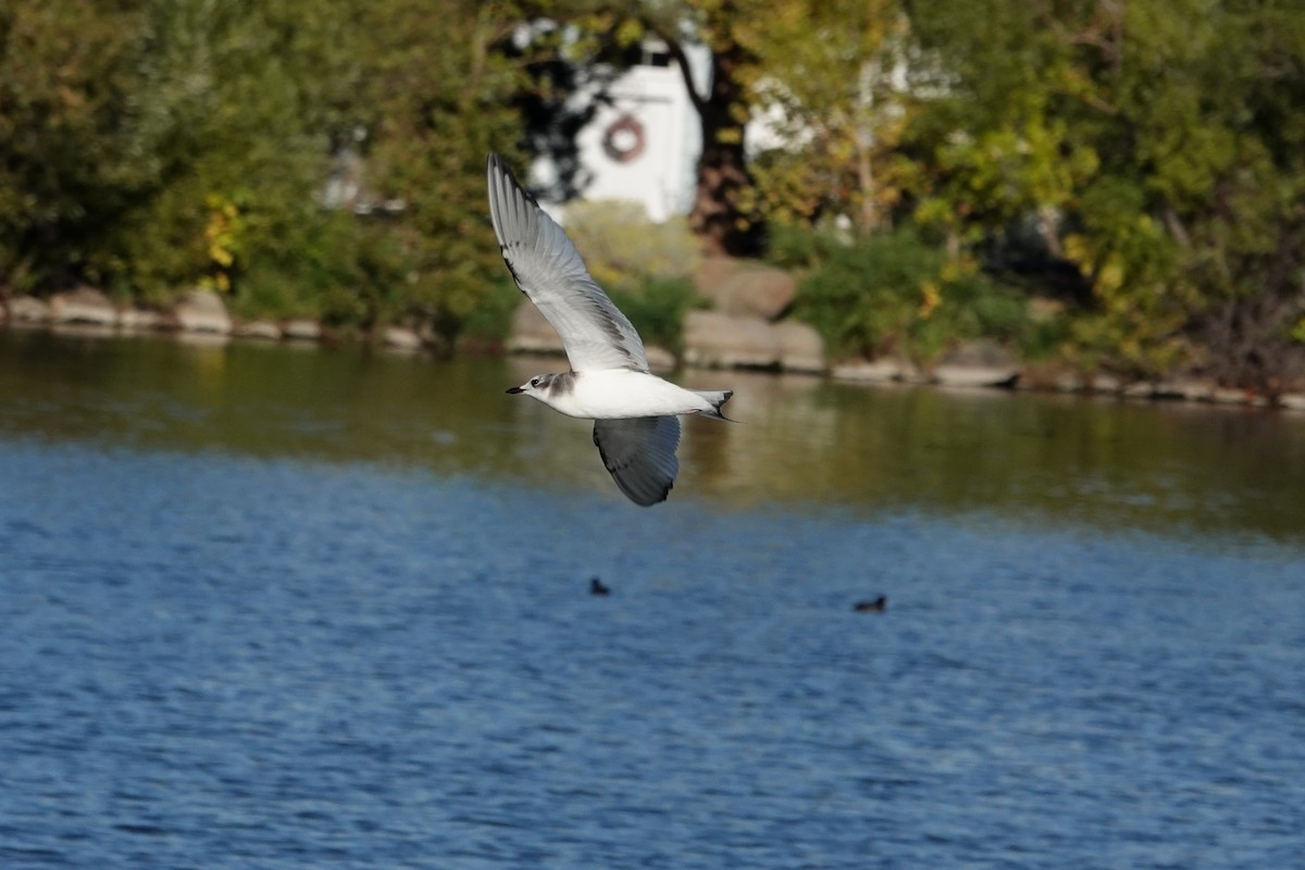Sabine's Gull - ML642948600