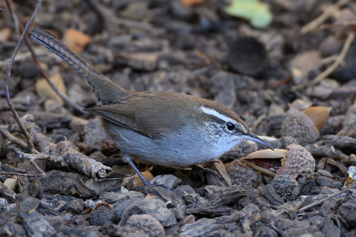 Bewick's Wren - ML642948606
