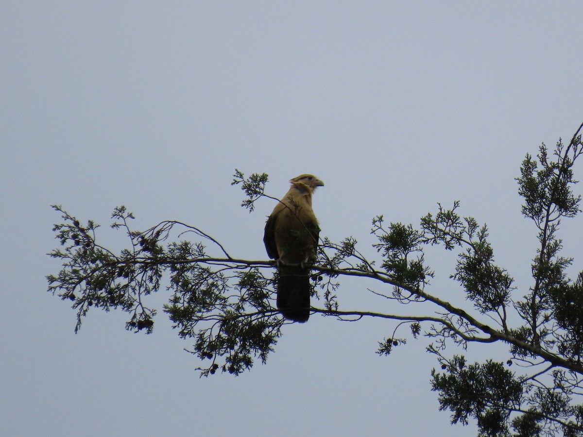 Yellow-headed Caracara - ML642948609