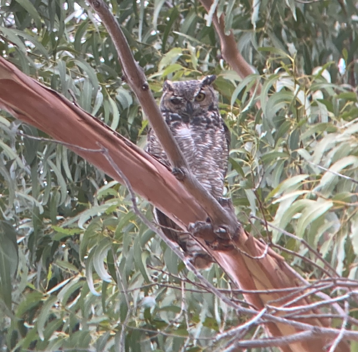 Great Horned Owl - ML642948610