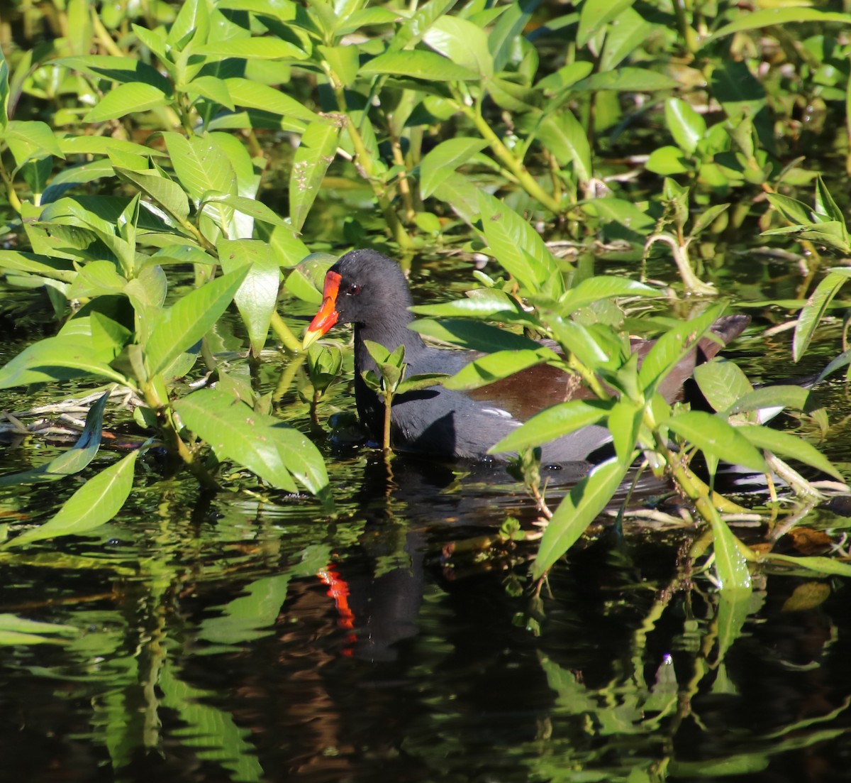 Common Gallinule - ML642948614