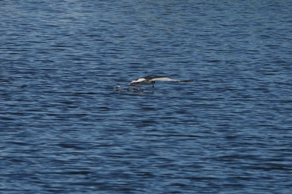 Sabine's Gull - ML642948616
