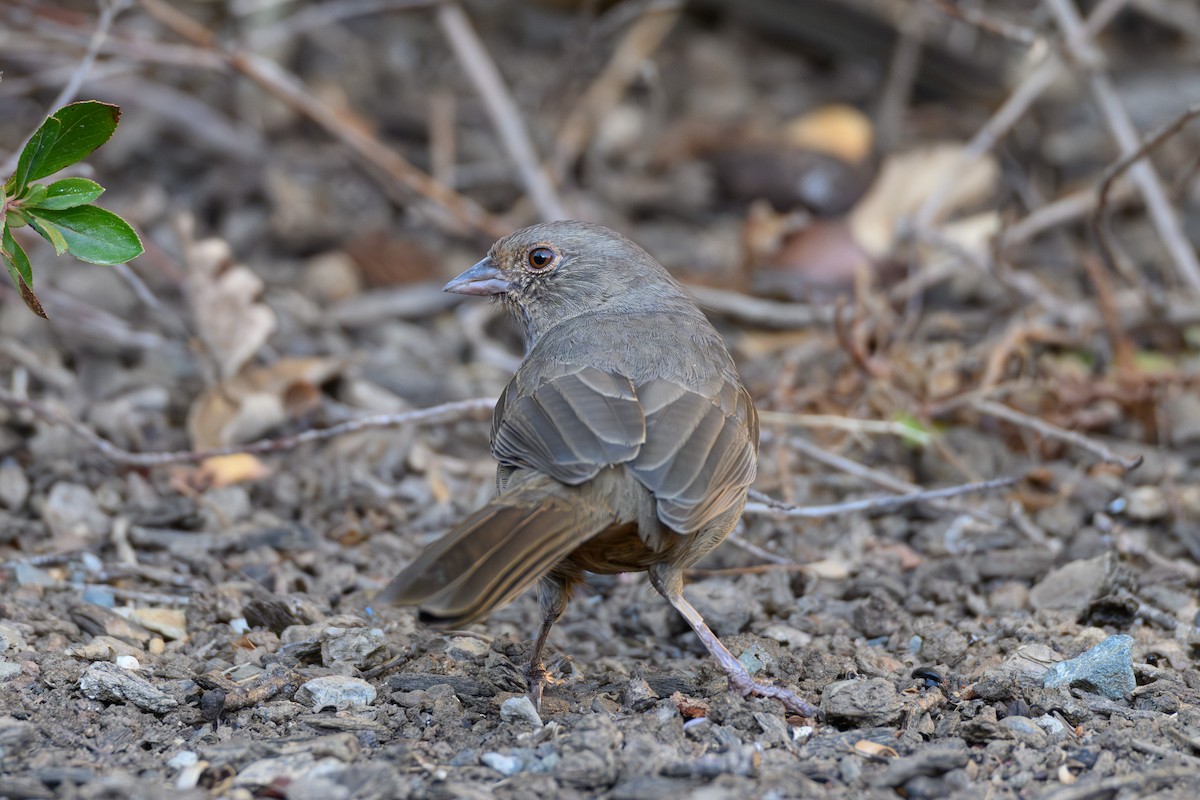California Towhee - ML642948622