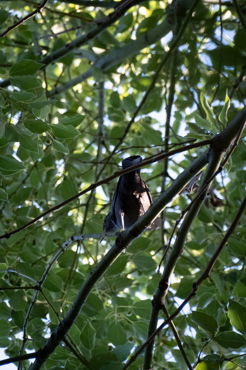 Chinese Blackbird - ML642948624