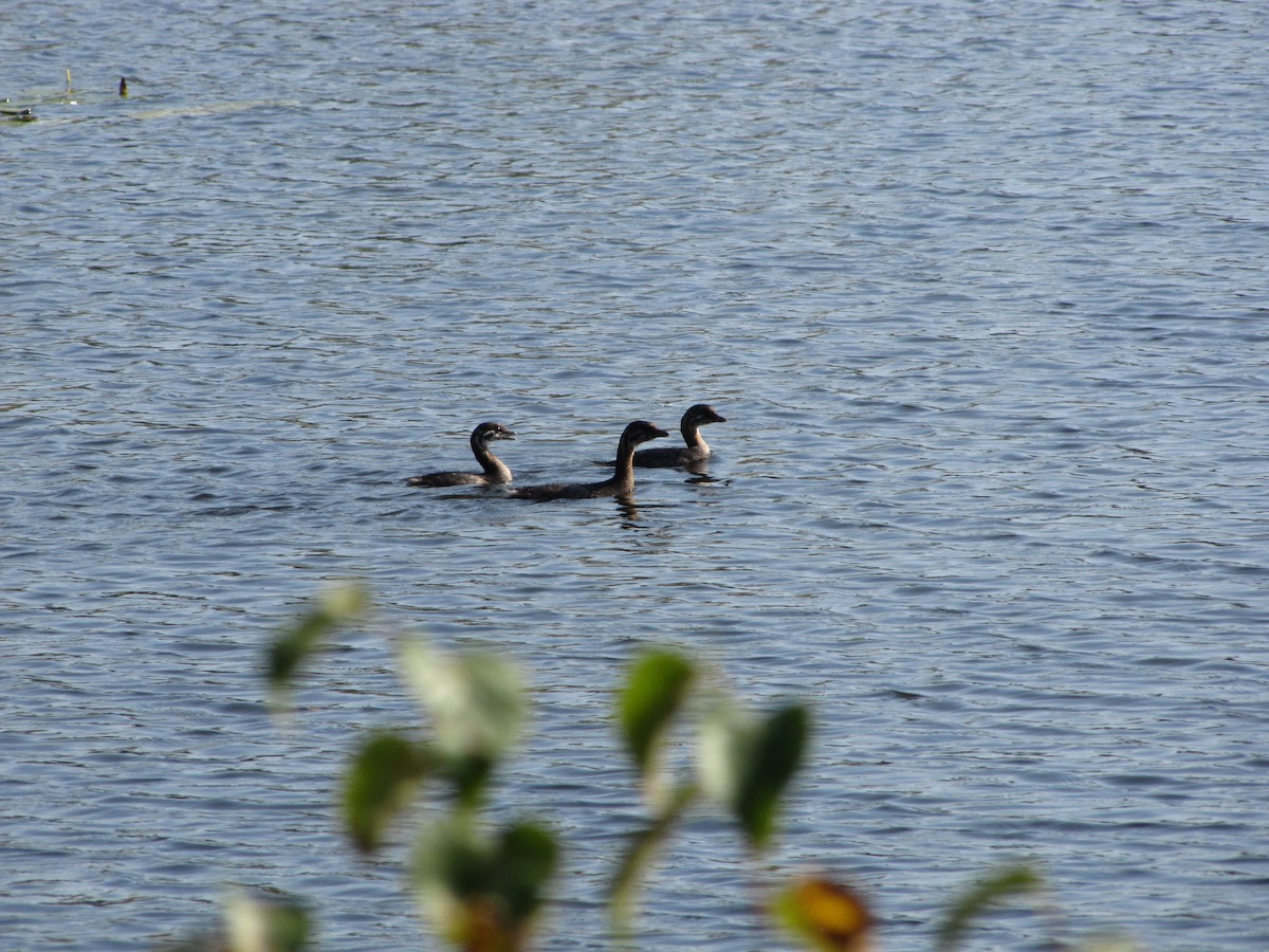 Pied-billed Grebe - ML642948640