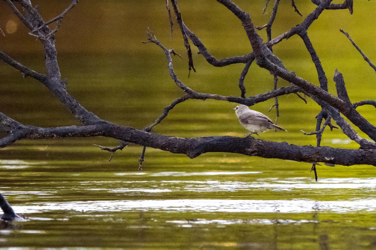 Drab Water Tyrant - ML642948643