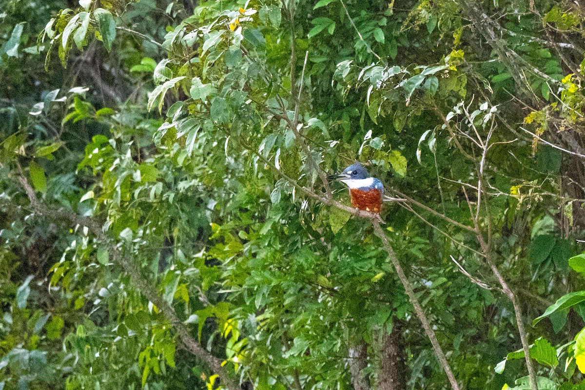 Ringed Kingfisher - ML642948647