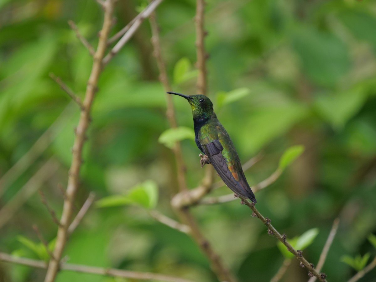 Hispaniolan Mango - ML642948654