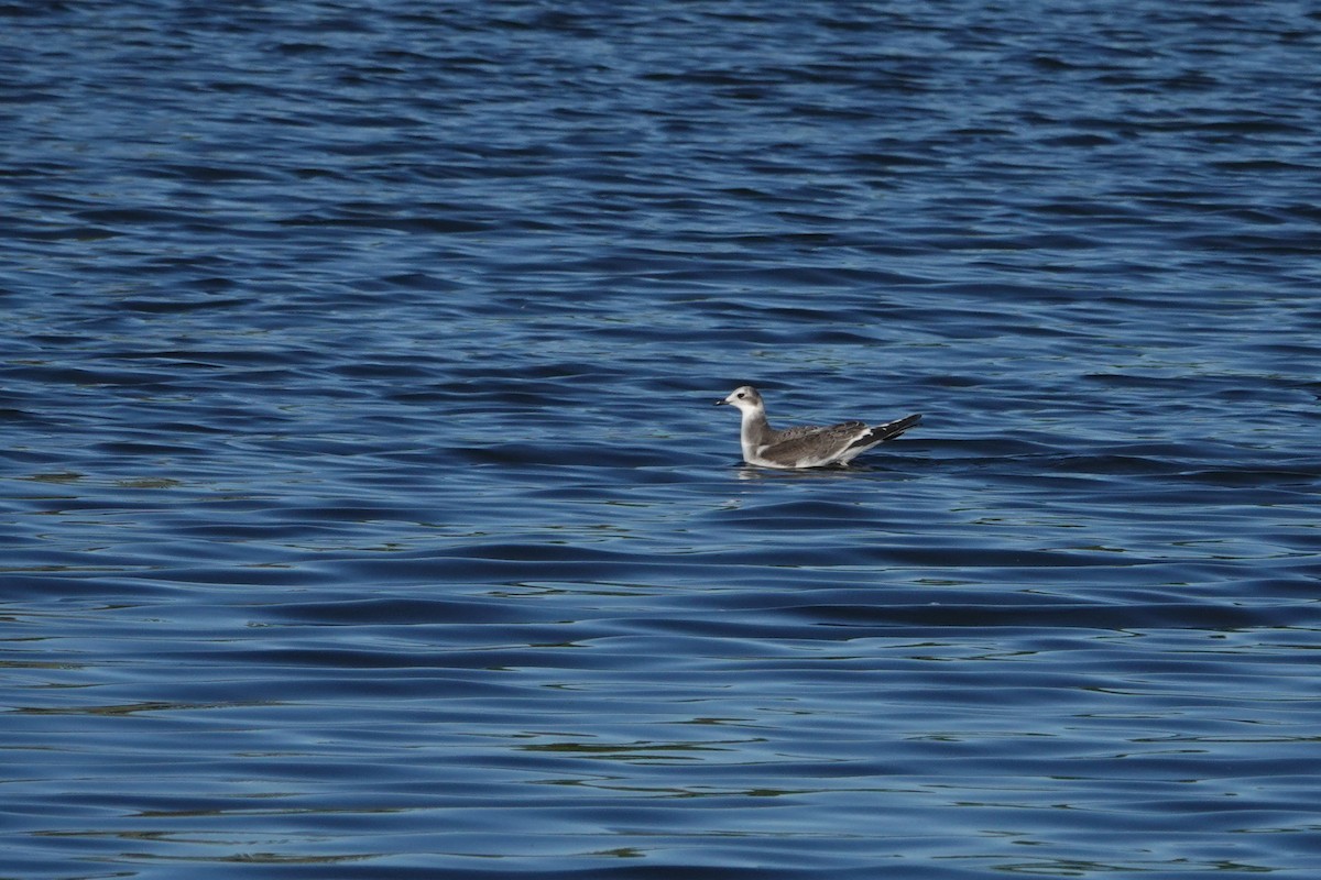 Sabine's Gull - ML642948655