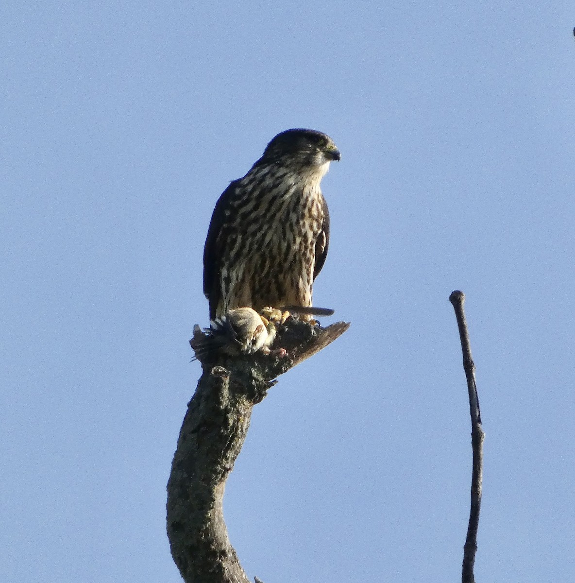 Merlin - ML642948664