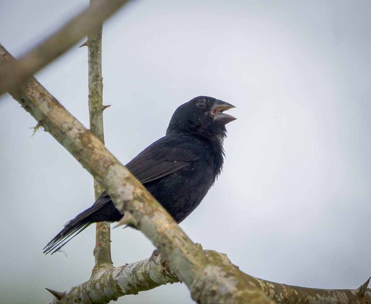 Blue-black Grassquit - ML642948665