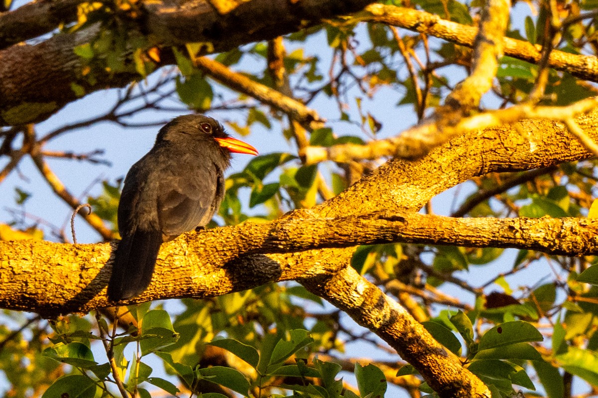 Black-fronted Nunbird - ML642948674