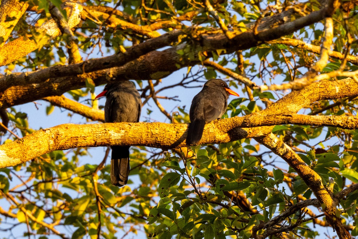 Black-fronted Nunbird - ML642948675