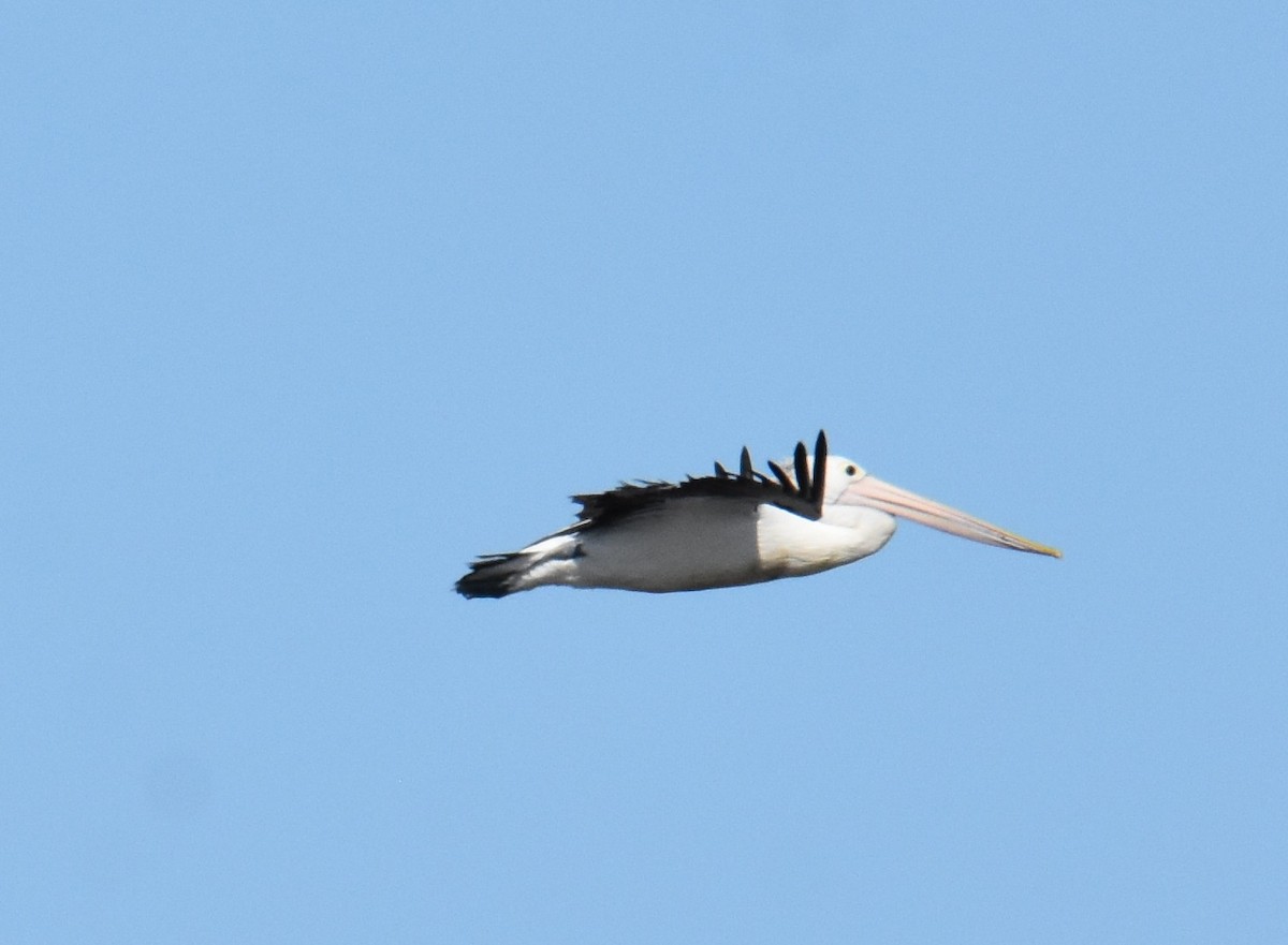 Australian Pelican - ML642948690