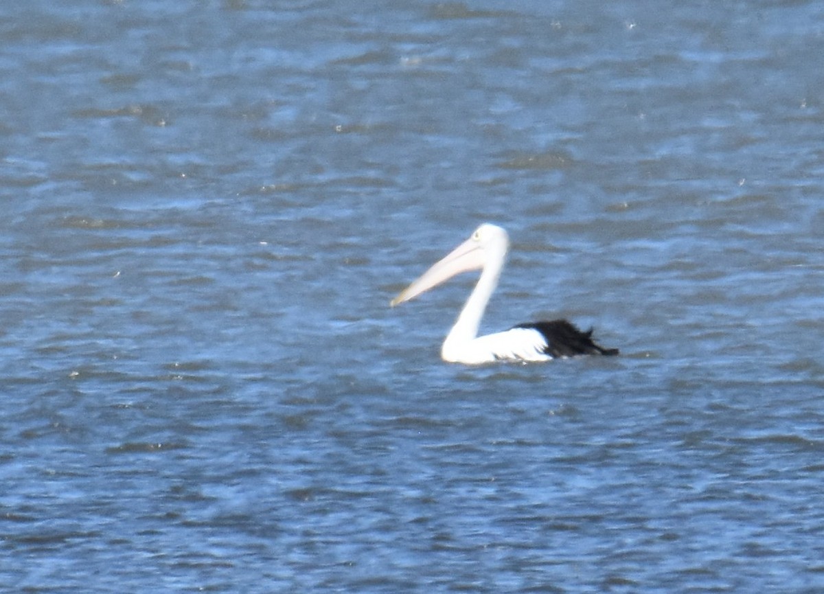 Australian Pelican - ML642948694