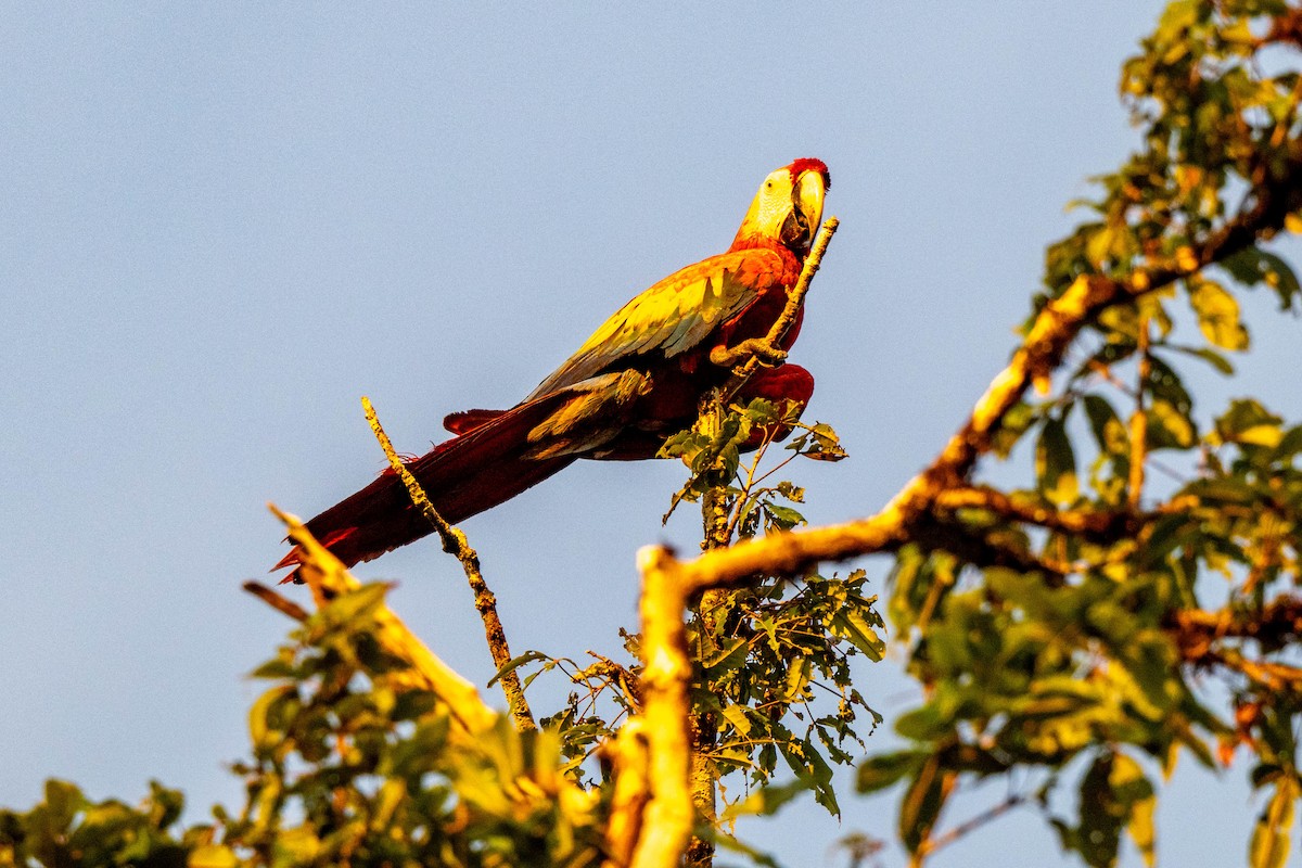 Scarlet Macaw - ML642948703