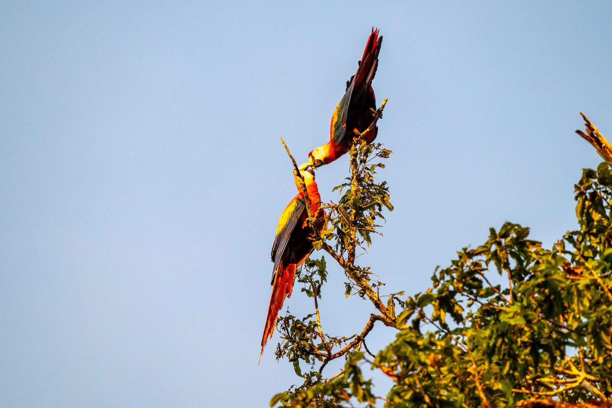 Scarlet Macaw - ML642948704