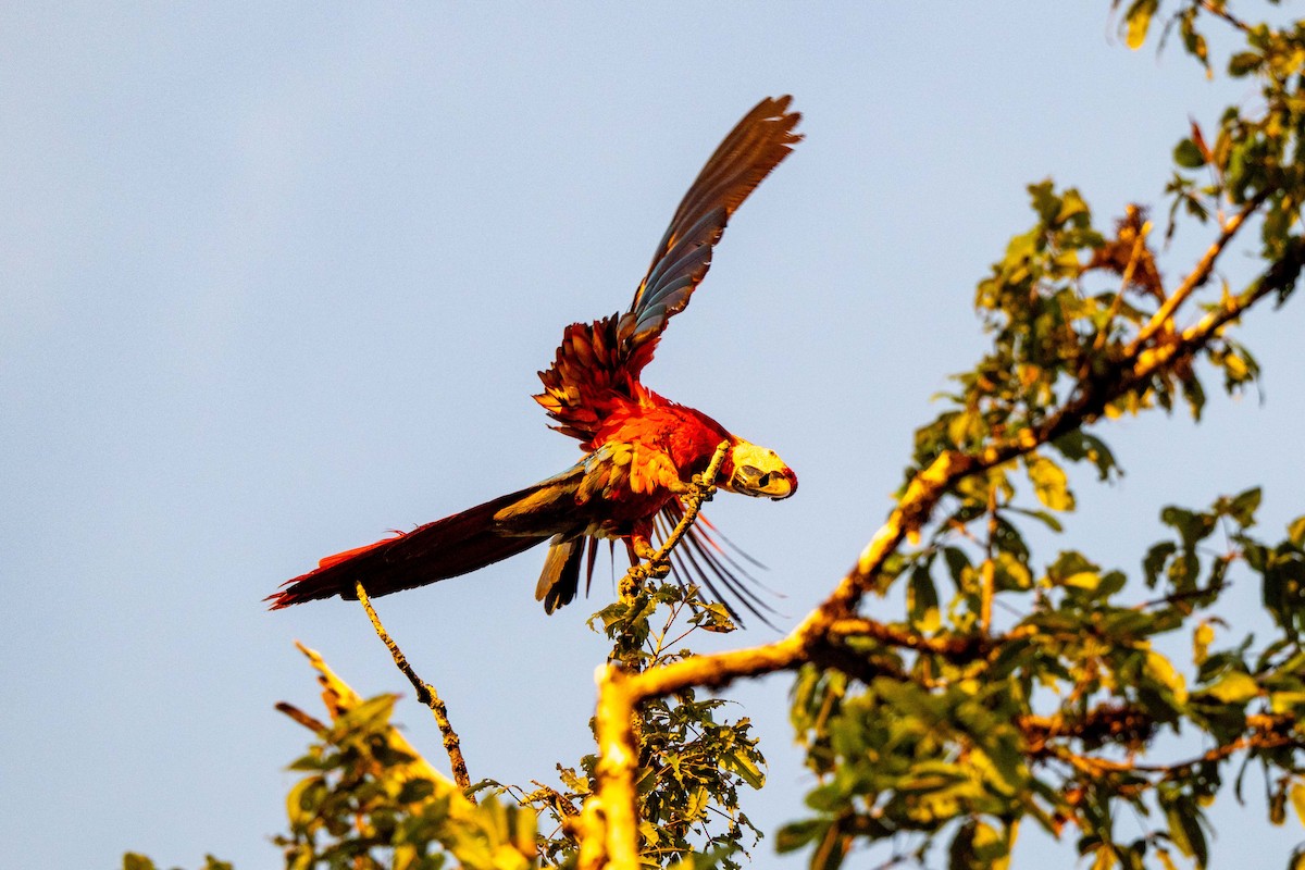 Scarlet Macaw - ML642948705
