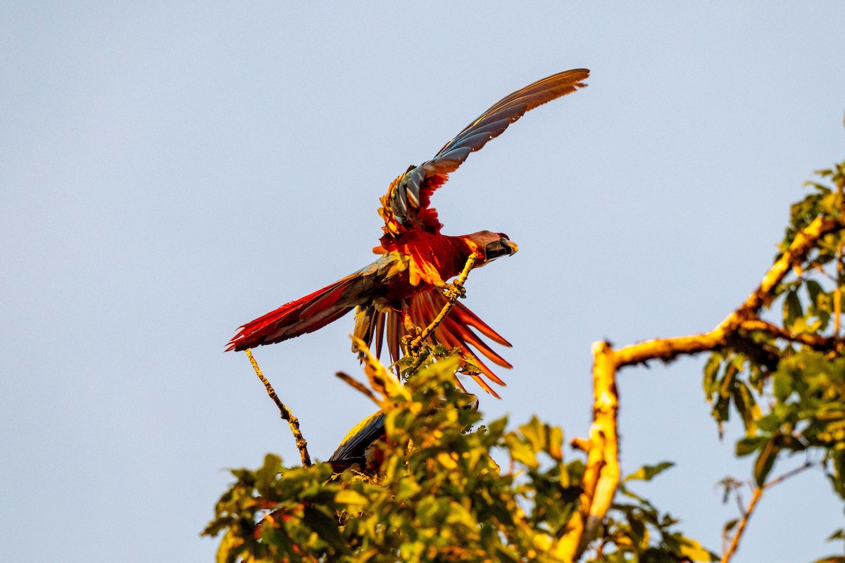 Scarlet Macaw - ML642948706