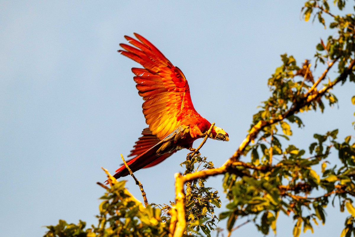 Scarlet Macaw - ML642948707