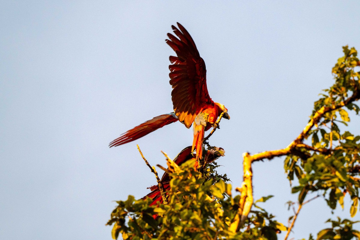 Scarlet Macaw - ML642948708