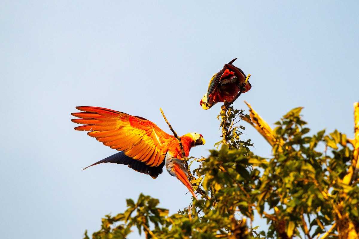 Scarlet Macaw - ML642948709