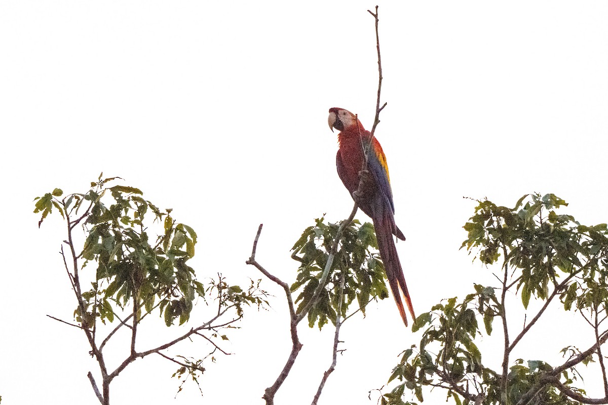 Scarlet Macaw - ML642948710