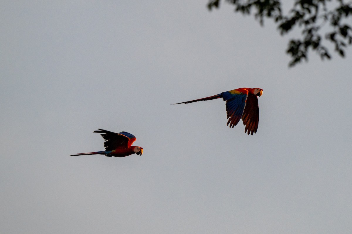 Scarlet Macaw - ML642948711