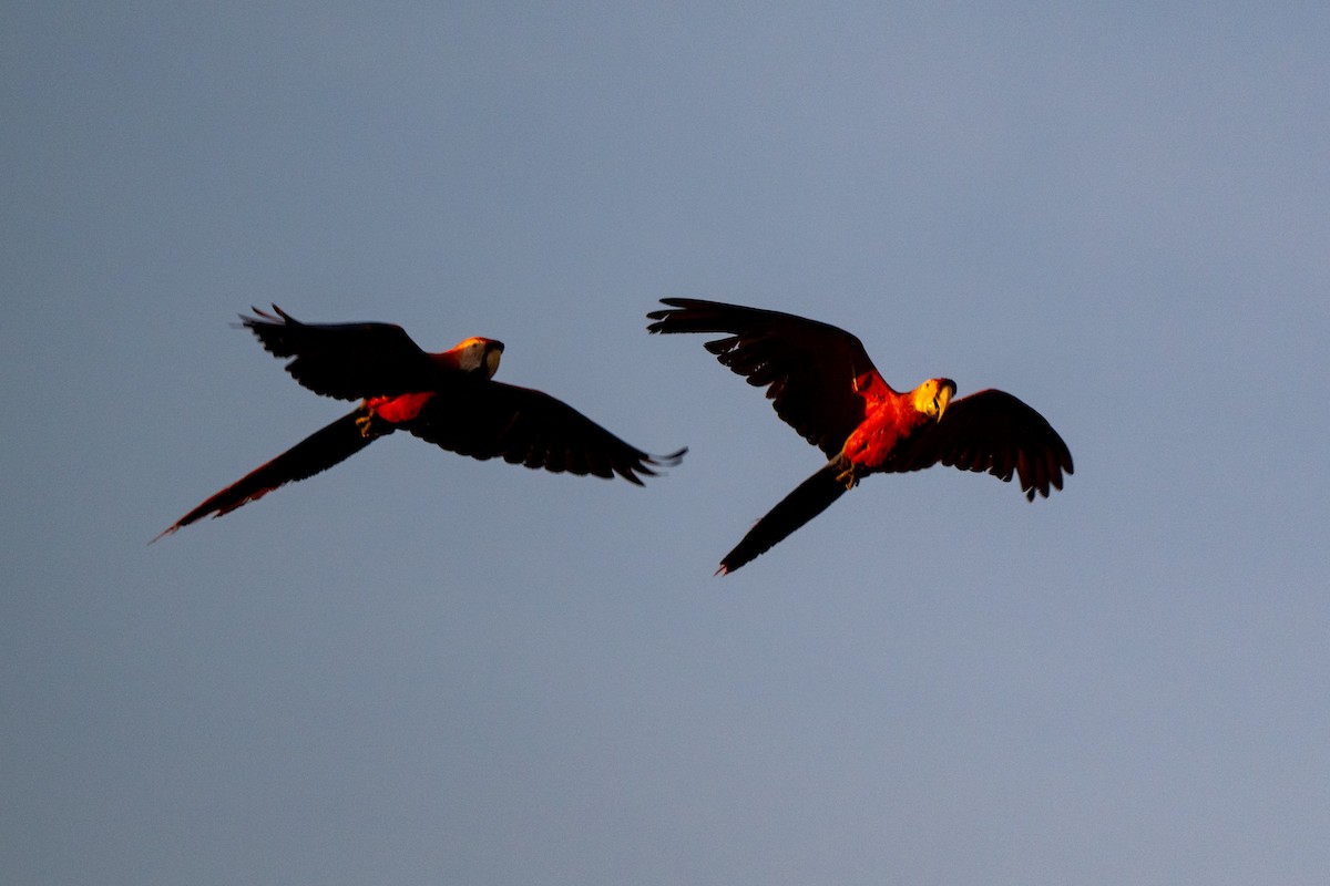 Scarlet Macaw - ML642948713