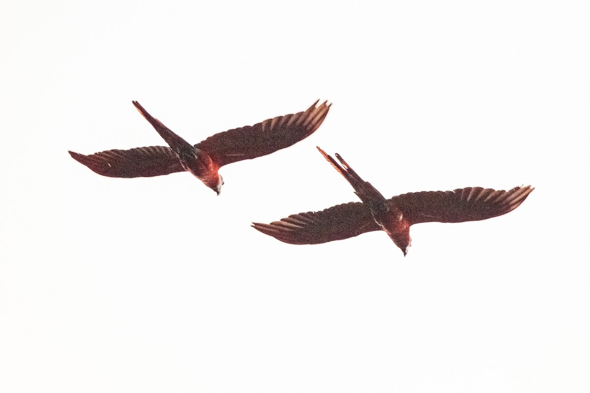 Scarlet Macaw - ML642948714
