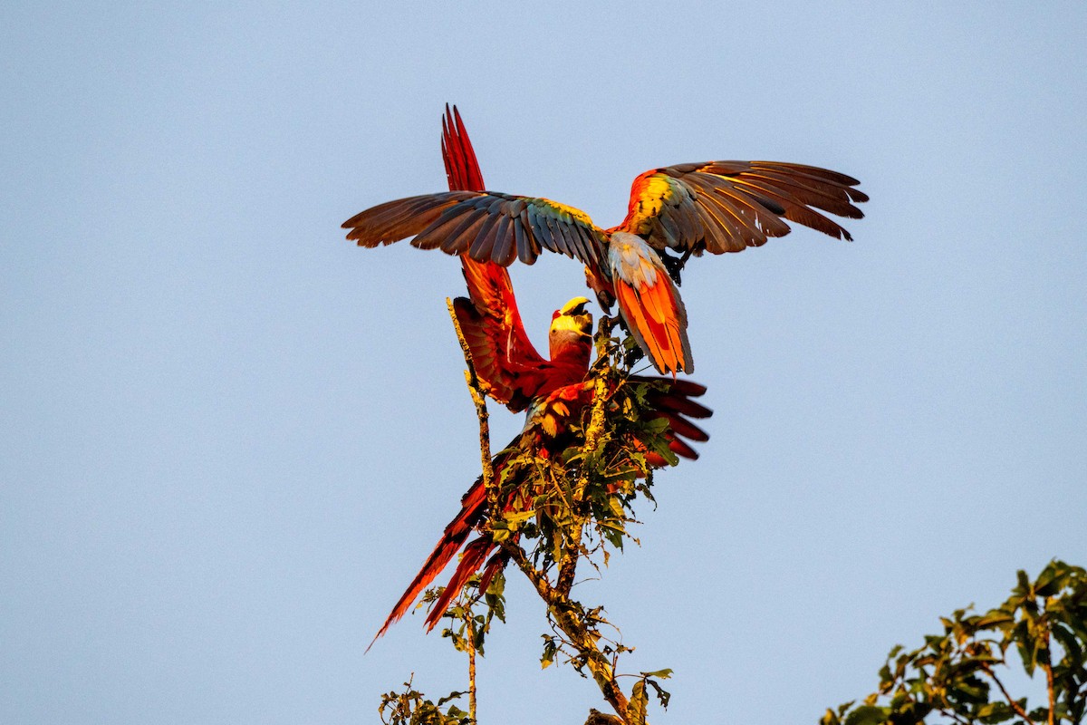 Scarlet Macaw - ML642948715