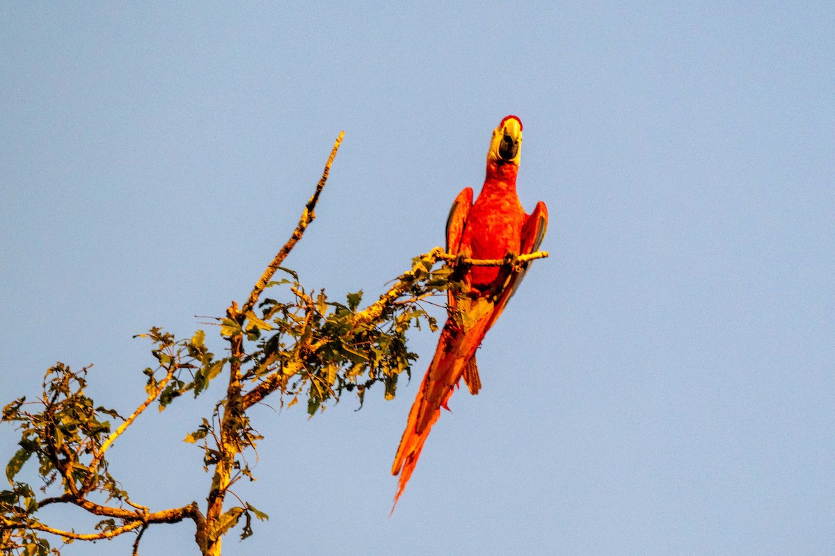 Scarlet Macaw - ML642948716