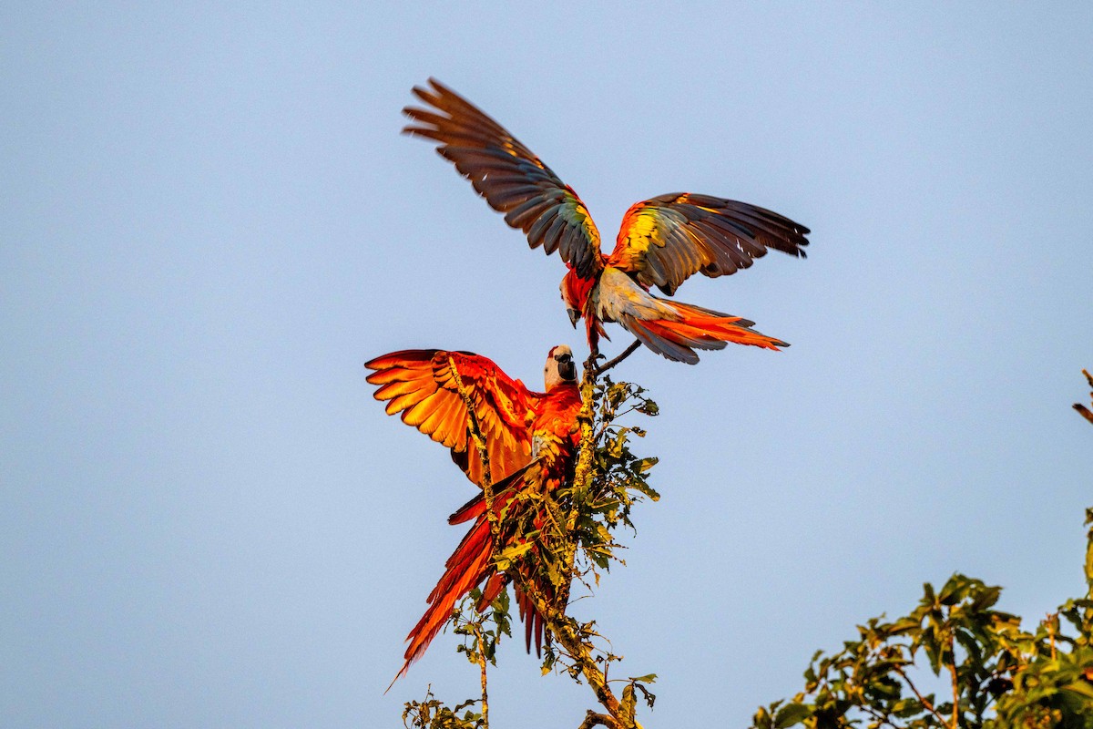 Scarlet Macaw - ML642948717