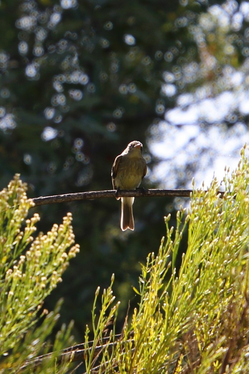 Wrentit - ML642948730