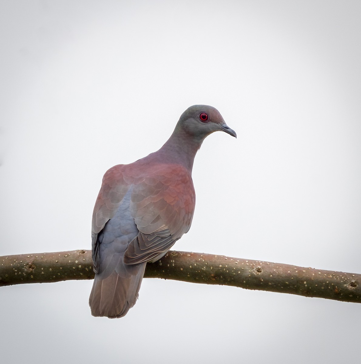 Pigeon rousset - ML642948753
