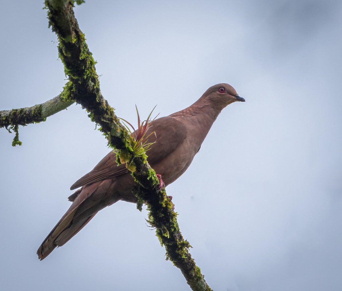 Pigeon vineux - ML642948756
