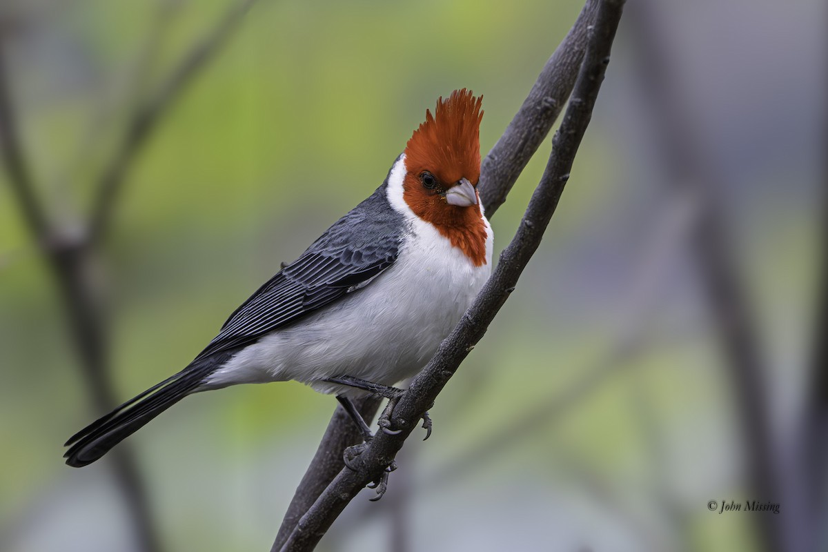 Red-crested Cardinal - ML642948776